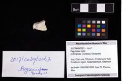 Foto (Objekt + Etikett) von Paguroidea indet.  (NHMW-GEO-2017-0089-0063)